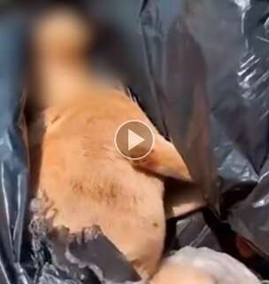 Vídeo mostra cachorra viva dentro de saco jogado em rodovia