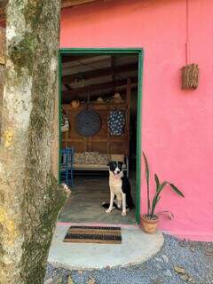 Jack, o mascote de Pedro, próximo à entrada da casa pintada de rosa. (Foto: Arquivo pessoal)