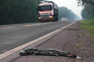 Jacaré atropelado se soma à crescente estatística de animais mortos na rodovia (Foto: Marcos Maluf)