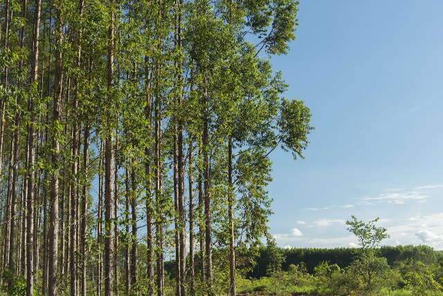 Companhia florestal realiza sele&ccedil;&atilde;o de novos funcion&aacute;rios em cinco cidades de MS
