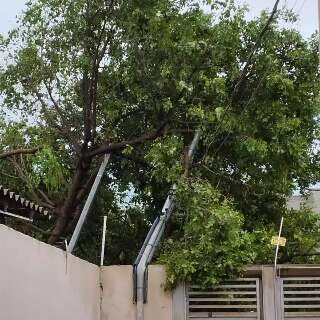 Queda de árvore racha muro e quebra medidor de energia no Pênfigo 