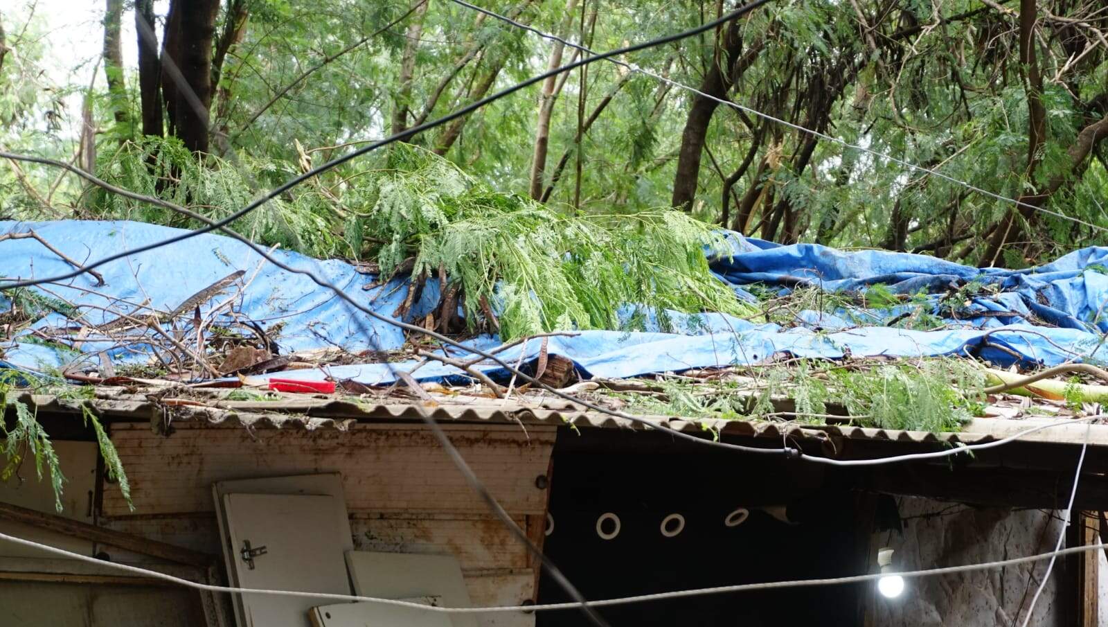 “Floresta” de leucenas cai sobre barracos e moradores de favela perdem tudo