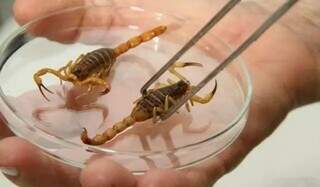 Pesquisador analisa escorpião-amarelo, espécie recorrente em Mato Grosso do Sul (Foto: Divulgação)