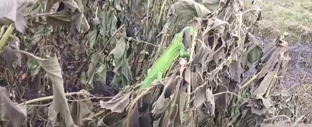 Brigada Alto Pantanal encontra r&eacute;pteis vivos ap&oacute;s passagem do fogo