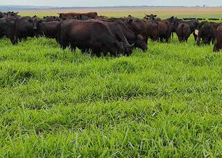 Rebanho bovino pasteja em capim BRS Zuri; variedade pode promover até 40 quilos de carcaça animal por hectare em sistemas ILP. (Foto: Divulgação/Embrapa)