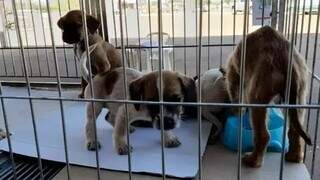 Animais presentes em edições passadas da feira de adoção (Foto: PMCG/Divulgação)