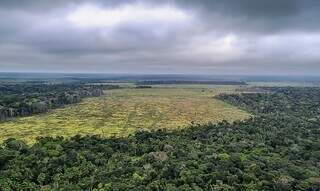 Desmatamento na Amazônia, em dezembro do ano passado (Foto: Divulgação/Polícia Federal)