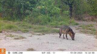 Imagem de câmera trap, as armadilhas fotográficas, na Serra do Amolar registrando uma lobinha forrageando (Foto: IHP)