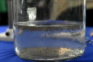 Larvas do mosquito ‘Aedes aegypti’ em laboratório (Foto: Divulgação)