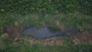 Lagoas que resistiram ao fogo no Pantanal viraram &#39;refúgio&#39; para vida selvagem na Serra do Amolar (Foto: IHP)