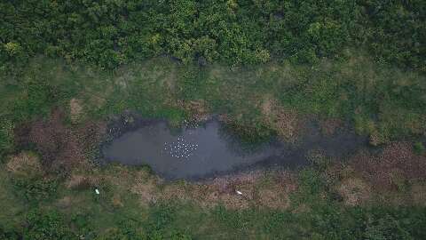 Animais conseguiram escapar de fogo usando ilhas de água e aceiros no Pantanal