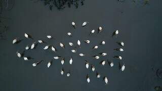 Imagem aproximada de aves da espécie cabeça-seca em lagoa que se transformou em ilha úmida entre o fogo (Foto:IHP)