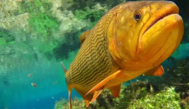 Pescadores querem frear projeto de lei que pro&iacute;be captura de dourado at&eacute; 2029