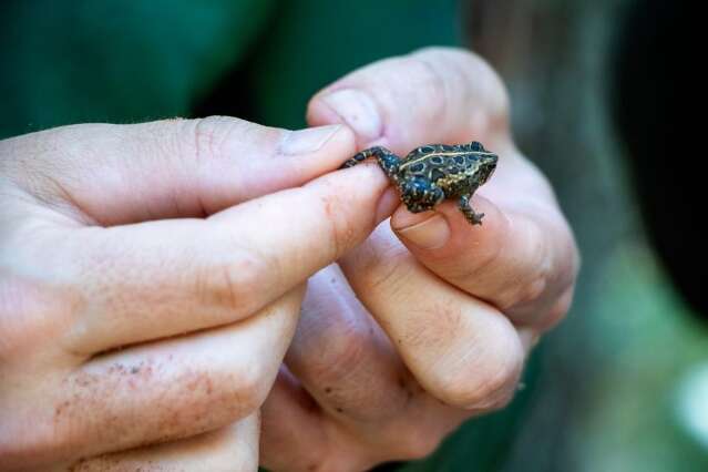 In&eacute;ditos por aqui, sapo de &quot;bolinha&quot; e esp&eacute;cie de cobra s&atilde;o achados em MS