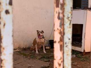 Pit bull Julie presa em casa após ser encontrada (Foto: Bruna Marques)