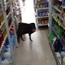 Com passeio até no supermercado, queixadas fazem arrastão e “invadem” Ladário