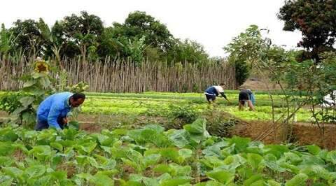 MS abre seleção para créditos de carbono na agricultura familiar