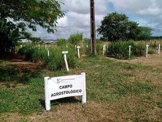 Campo Agrostológico são áreas destinadas ao cultivo e demonstração das forrageiras. (Fotos: Divulgação/Embrapa)