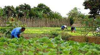Ideia do governo é incentivar pequenos produtores a conciliar o cultivo com áreas para agroflorestas (Fotos: Arquivo/ Ass. Governo)