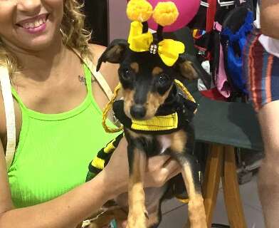 De abelhinha ou bruxa, pets desfilam na avenida oficial do Carnaval de Corumb&aacute;