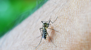 Mosquito Aedes aegypti picando uma pessoa; espécie é vetor do vírus da dengue e é reconhecida por manchinhas brancas no corpo (Foto: Pixabay)