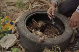 Agente de saúde conferindo pneu sujo, onde mosquito da dengue se prolifera (Foto: Divulgação/Governo de MS)