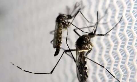 Com casos em alta, infectologista alerta que dengue pode gerar outras doenças 