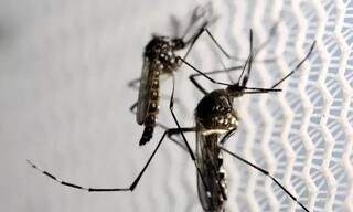 Mosquito Aedes aegypti, vetor responsável pela transmissão da dengue (Foto: Marcello Casal Jr./Agência Brasil)