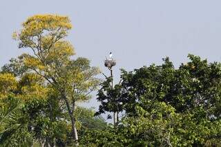 Ninho de tuiuiú com ave protegendo filhotes em uma área de árvores próxima a margem do rio (Foto: Bruno Rezende)