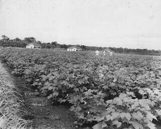Outra visão da plantação de algodão na Colônia Federal de Dourados. (Foto: Arquivo/IBGE)