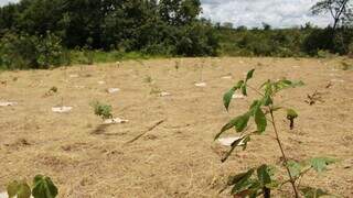 Plantio com espécies de árvores do Cerrado vão garantir recuperação das nascentes, proporcionando sombra e contribuindo para a manutenção do equilíbrio ambiental (Foto: Mayara Martins)