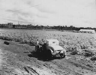 Plantação de algodão na Colônia Federal de Dourados com visão da administração. (Foto: Arquivo/IBGE)