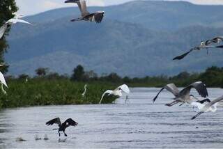 Monitoramento de aves no rio Paraguai, na região da Serra do Amolar, no Pantnal de Corumbá (Foto: Mariana Queiroz/IHP)