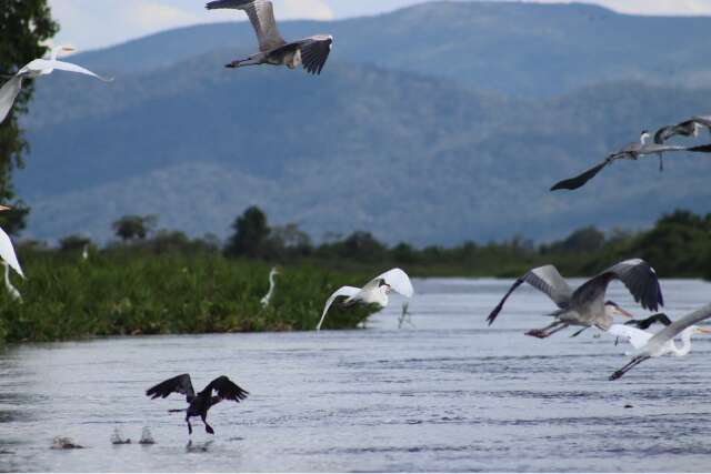  Lei do Pantanal entra em vigor domingo e regulamenta&ccedil;&atilde;o sai na segunda-feira 