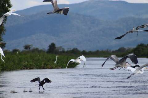  Lei do Pantanal entra em vigor domingo e regulamentação sai na segunda-feira 