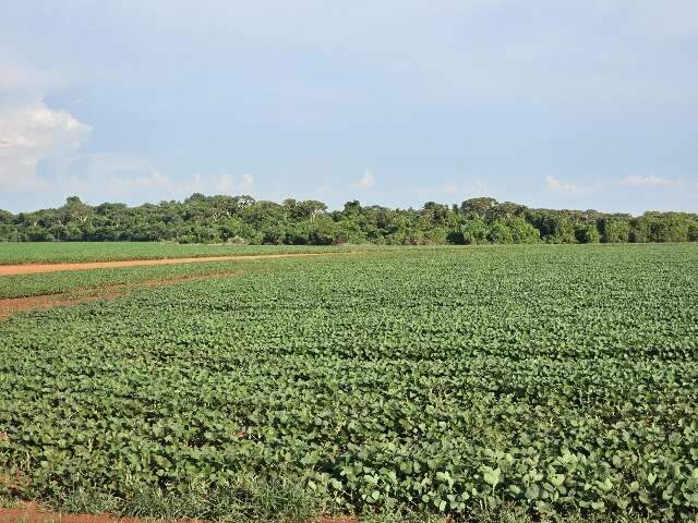 Colheita da soja atinge 18% em MS  e totaliza 768 mil hectares