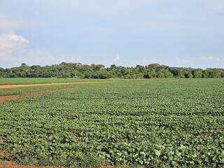 Área plantada com soja em propriedade agrícola de MS; atraso na colheita afeta plantio do milho. (Foto: Arquivo/Semadesc)
