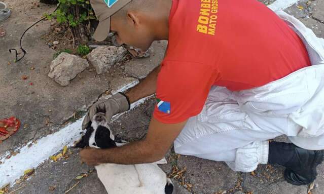 Ataque de abelhas mata cachorro e deixa outros dois feridos em Corumb&aacute;