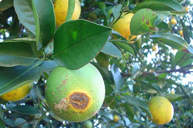 Compra de mudas irregulares ameaça pomares de citros em MS, alerta Iagro