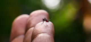 Mosquito Aedes Aegypti em imagem aproximada pousa em mão humana (Foto: Ministério da Saúde)