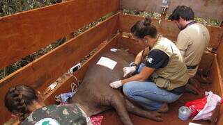 Pesquisadores coletando amostras de indivíduo vivo durante captura de animal no Cerrado de Mato Grosso do Sul (Foto: Incab/IPÊ)
