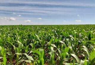 Área plantada com milho em Mato Grosso do Sul; produtividade deve ficar entre 86 e 89 sacas por hectare. (Foto: Divulgação/Aprosoja-MS)