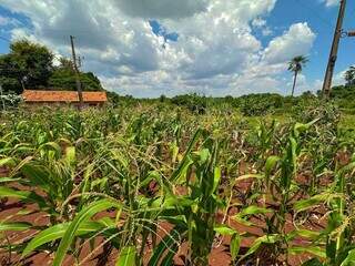 Plantação de milho é vista pouco depois da entrada da comunidade (Foto: Marcos Maluf)