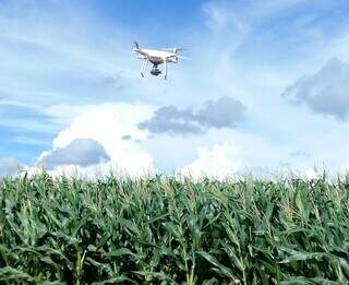 Drone sobrevoa lavoura de milho com sensores acoplados para captação de imagens. (Foto: Joana Silva/Embrapa)