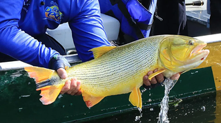 Pescador segura o peixe da espécie dourado, considerado o &#39;rei do rio&#39; (Foto: Divulgação/Edemir Rodrigues/Secom-MS)