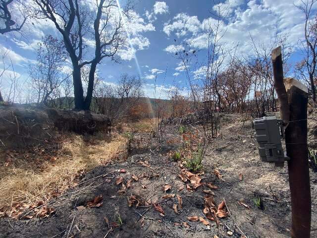 Estiagem colabora para o aumento de 172% nos focos de inc&ecirc;ndio no MS