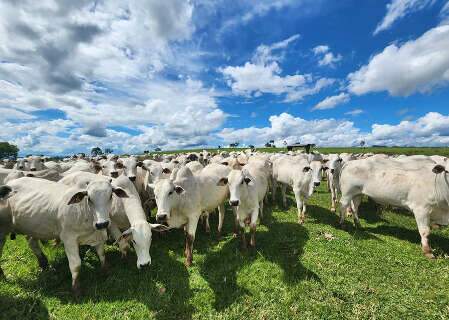 Crise na pecuária nacional derruba em 3% venda de sêmen bovino para corte