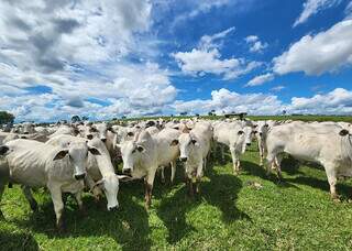 Vacada criada a pasto em propriedade rural brasileira; mercado de sêmen sofre efeitos da crise. (Foto: Arquivo/Embrapa)