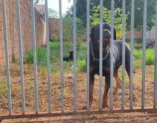 Cachorros em lote no Bairro Rita Vieira (Foto: Direto das Ruas)