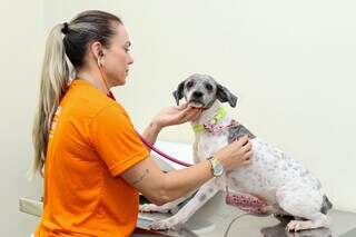 Cachorro sendo avalido por médica veterinária (Foto: divulgação Subea)